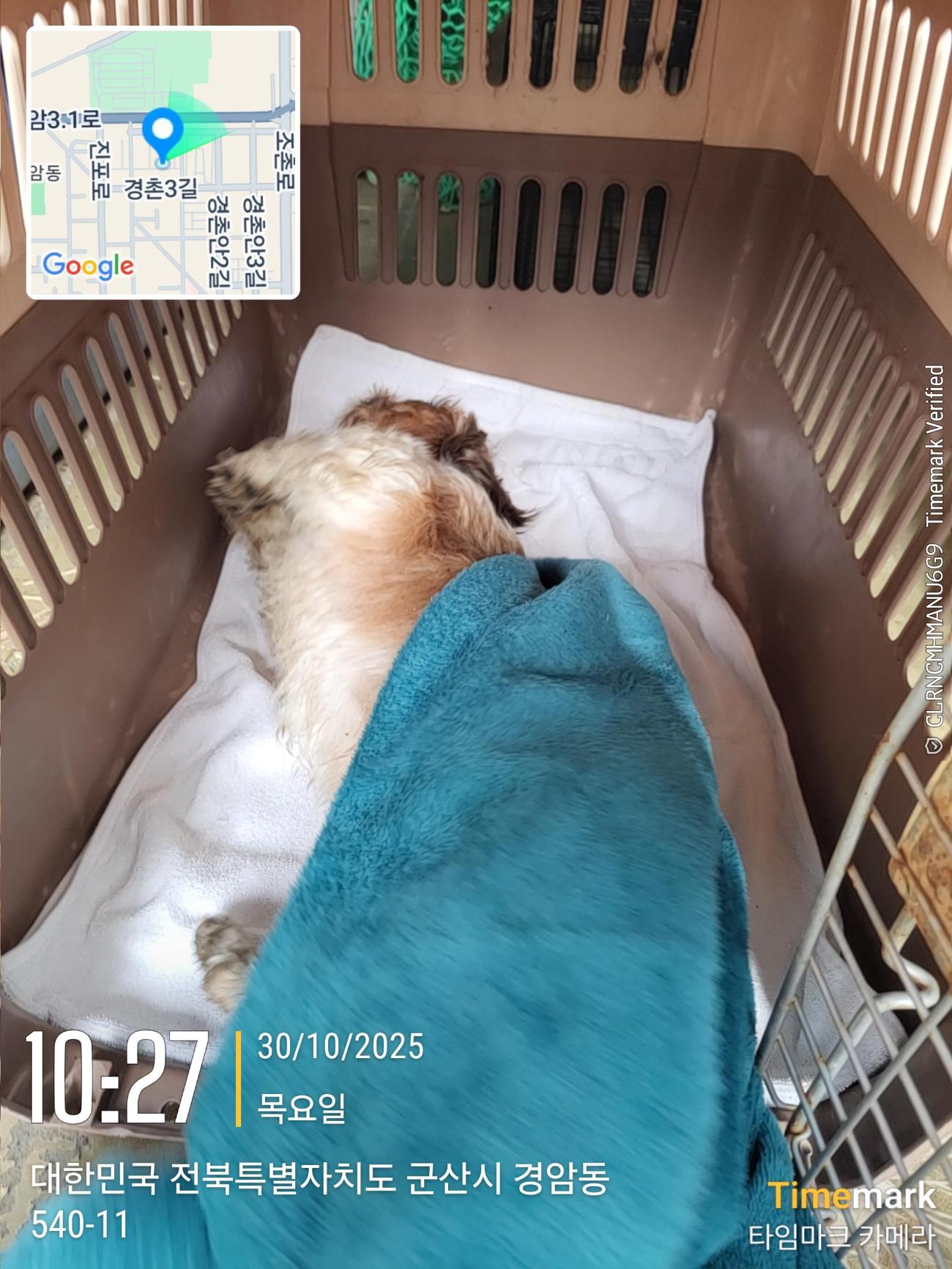 군산유기동물보호센터_445467202502054